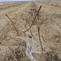 باغ پسته