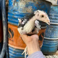 جوجه خروس لاری
