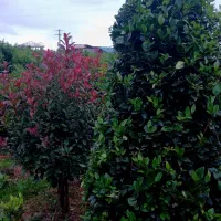 یاس هلندی لوکس و فتونیا تنه قوی