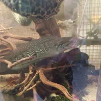 ماهی چانا|ماهی|شاهینشهر, خبرنگار|دیوار