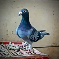 جفت المانی پلاکی|پرنده|تربت جام, کلالی|دیوار