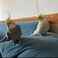 پرنده