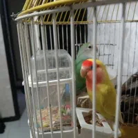 جفت مولد طوطی برزیلی|پرنده|کرج, ساماندهی|دیوار