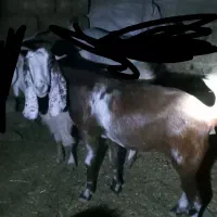 بز گون کرده و۱۳ تیشتر معاوضه با بره ومیش