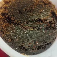 عسل کوهی