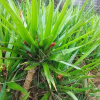 فروش تعدادی یوکا کوچیک و بزرگ۲ شاخ و ۱شاخ|گل و گیاه طبیعی|رودسر, |دیوار