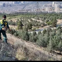 علف تراشی باغات