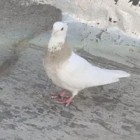 کفتر و قناری|پرنده|جلگه ماژان, |دیوار