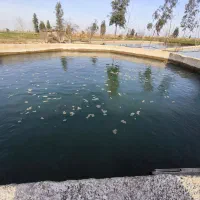 بچه ماهی کپور، آمور و فیتوفاک (۳۰ تا ۱۰۰ گرم)|ماهی|آق قلا, |دیوار