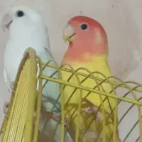 جفت عروس هلندی باسه عددجوجه