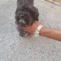 سگ.|سگ|میناب, |دیوار