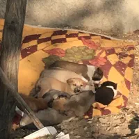 واگذاری توله سگ