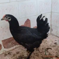 دوتامرغ ویک خروس|حیوانات مزرعه|چغادک, |دیوار
