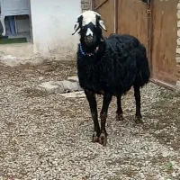 قوچ و بره قوچ قره چال کره چال