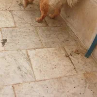 واگذاری سگ .|سگ|اسلامآباد غرب, |دیوار