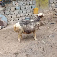 سه راس گوسفند ماده ابستن درجه یک