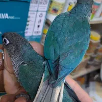 گرینچک