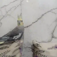 عروس هلندی جفت