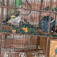 سهره|پرنده|عسلویه, |دیوار