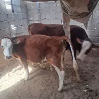 یه گستر یه گوساله