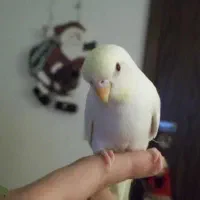 جفت مرغ عشق