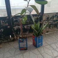گل های خوشگل