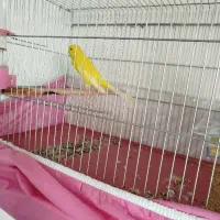 قناری رسمی بلند ماده