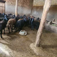 بره پرواری چاق