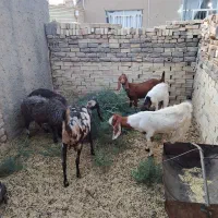 بزوکره وبره|حیوانات مزرعه|رفسنجان, |دیوار