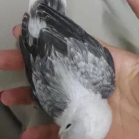 برزیلی کلکسیونی/ یووینگ بلک و بلو / سرلاکی/ دونخور|پرنده|تهران, پرستار|دیوار