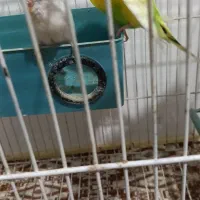 مرغ عشق|پرنده|نوشین شهر, |دیوار