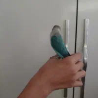 طوطی کوتوله ماسکت نر بالغ دستی