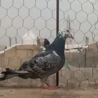 ماده بزک