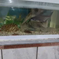 کوسه ماهی