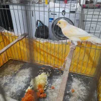 قناری موزایکی|پرنده|قم, شهرک فاطمیه|دیوار