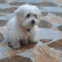 سگ اصل شیتزو|سگ|اندیمشک, |دیوار