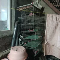 قفسه بلدرچین