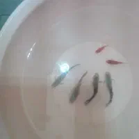 ماهی گپی و آلبالویی