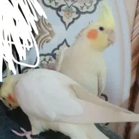 عروس هلندی در اندیکا