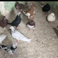 کبوتر پرشی رنگی دم سفید تهرانی|پرنده|آبیک, |دیوار