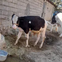 گوساله|حیوانات مزرعه|خرم‌آباد, |دیوار