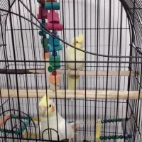 پرنده عروس و قفس