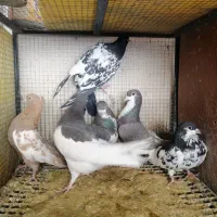 کفتر یا کبوتر|پرنده|شیراز, شهرک جماران|دیوار