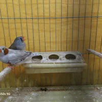 فنچ هاف اورنج|پرنده|بوشهر, |دیوار