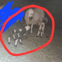 میش دوقلو زا