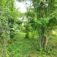 فروش-زمین-مناسب-برای-ویلاسازی