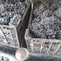 انگور دیم شانی سیاه شیرین صد در صد ارگانیک