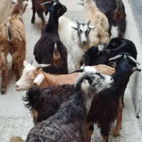 نر بزوماده بز