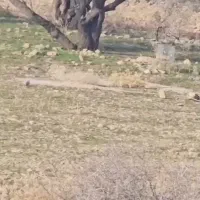 جوجه سهره