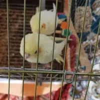 یک جفت عروس هلندی لوتینو سالم|پرنده|قم, شاه ابراهیم|دیوار